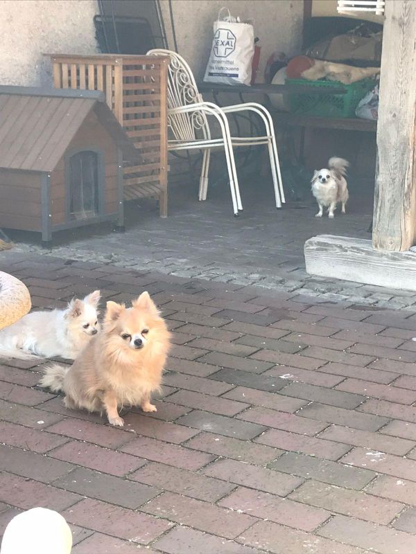 die 3 Mädels von Wattendorf