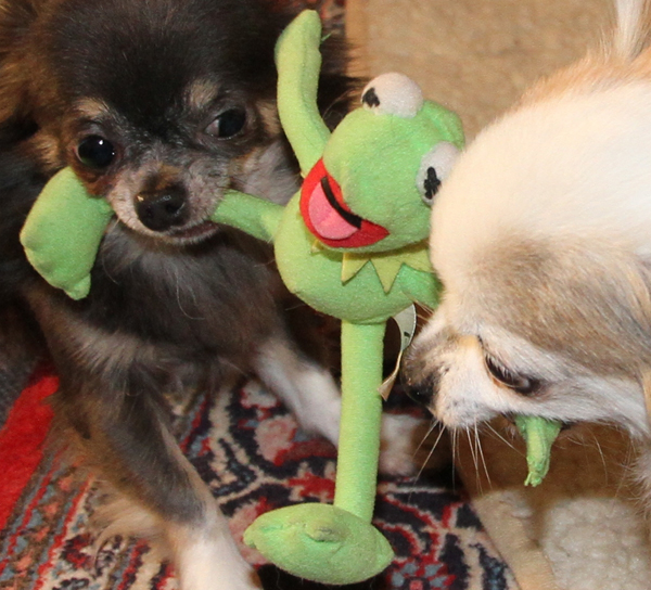 Idefix und Candide Idefix und Candide