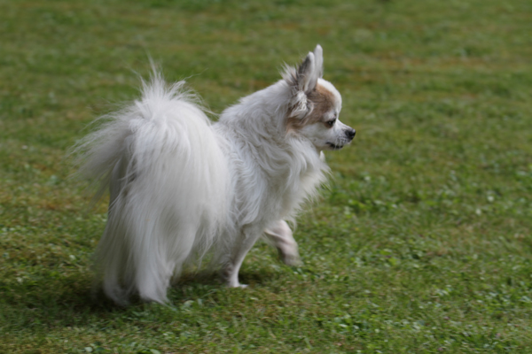 Idefix 2012 Idefix als Senior